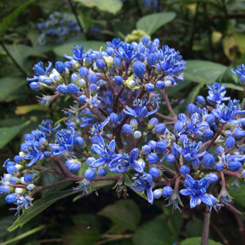 Dichroa Marie (Floraison)