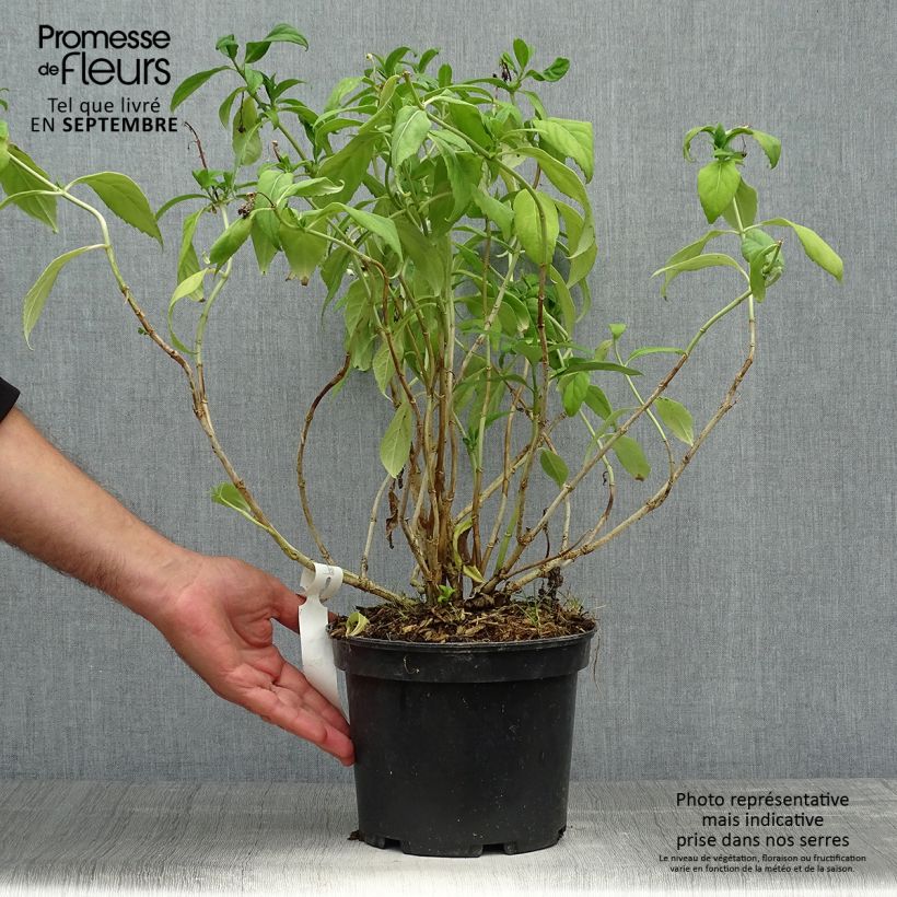 Spécimen de Dichroa versicolor Round Blue Pot de 3L/4L tel que livré en automne