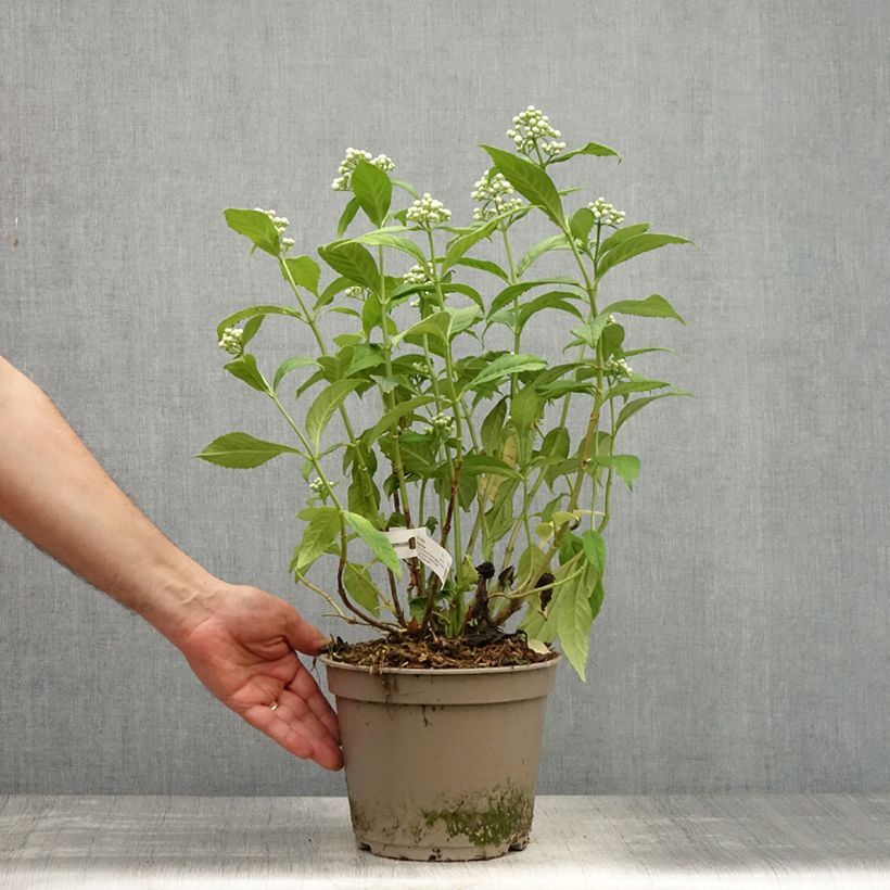 Spécimen de Dichroa versicolor Round Blue Pot de 3L/4L tel que livré au printemps