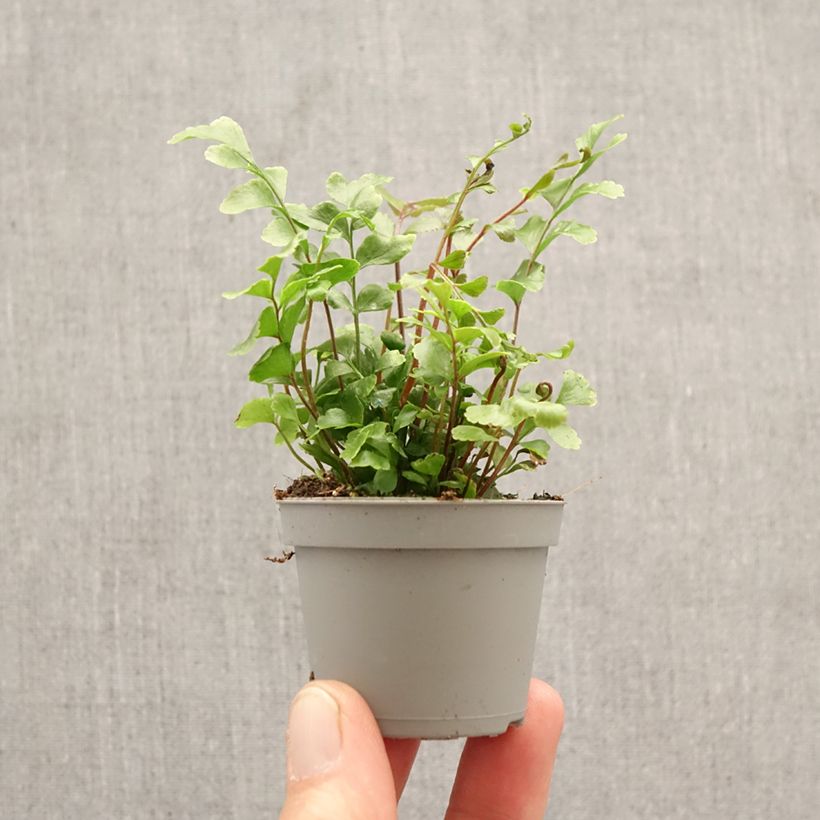 Spécimen de Didymochlaena truncatula - Fougère arborescente à frondes tronquées Mini-plante tel que livré au printemps