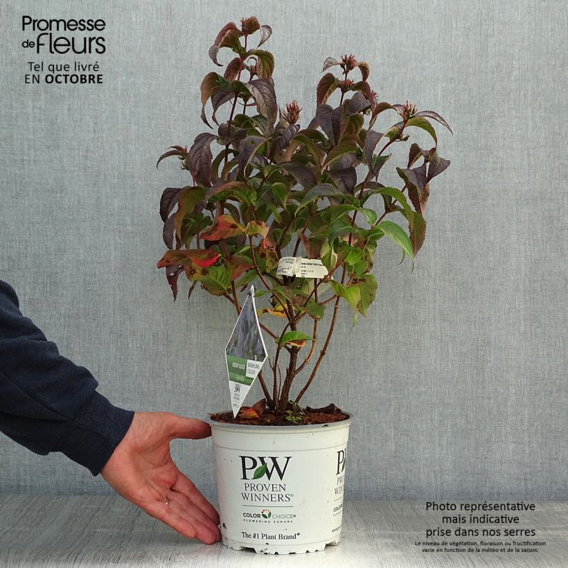 Spécimen de Diervilla Kodiak Black Pot de 2L/3L tel que livré en automne