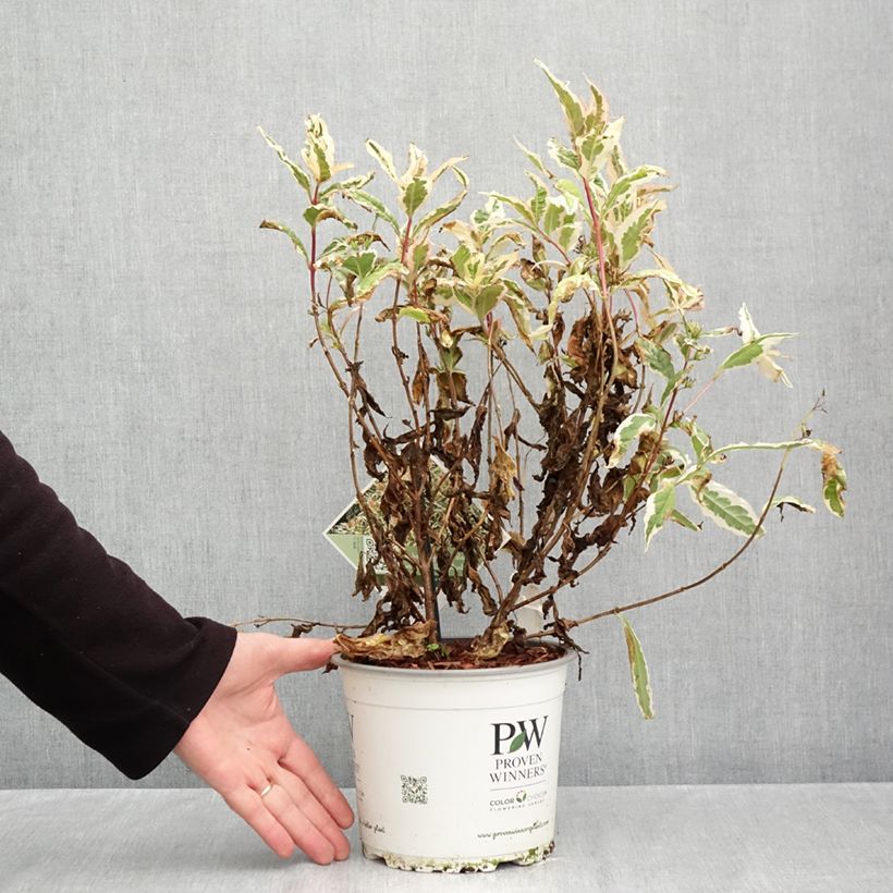 Spécimen de Diervilla Kodiak Mixx Pot de 3L/4L tel que livré en automne