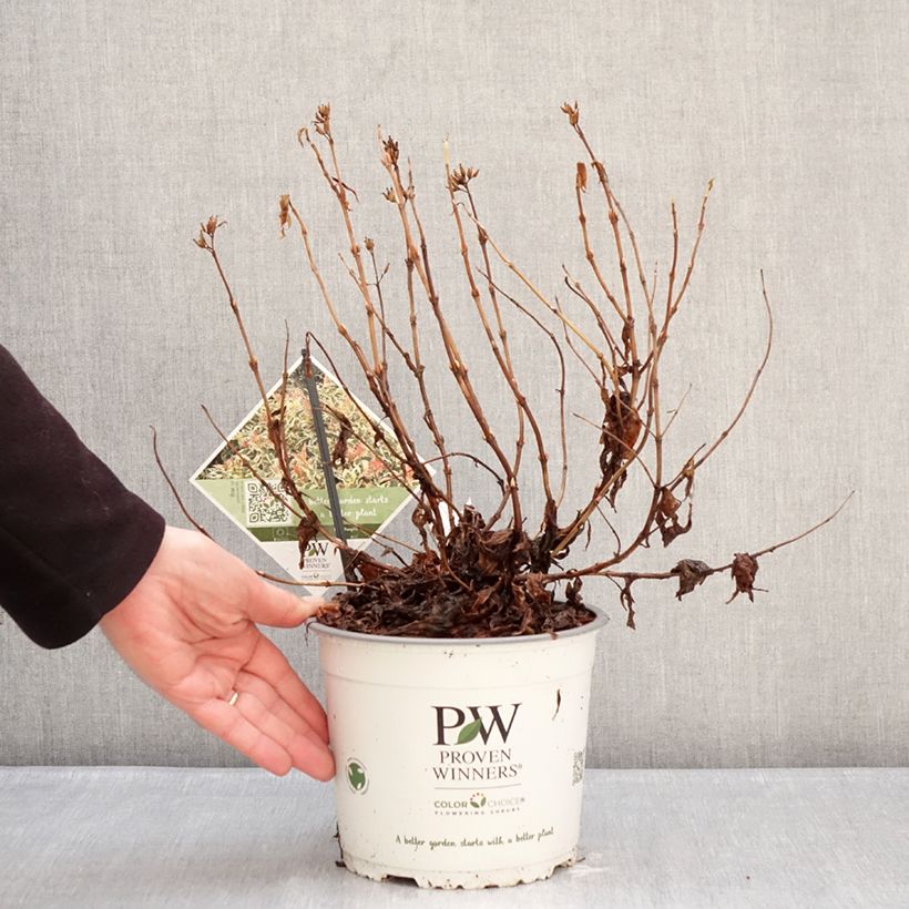 Spécimen de Diervilla Kodiak Mixx Pot de 3L/4L tel que livré en hiver