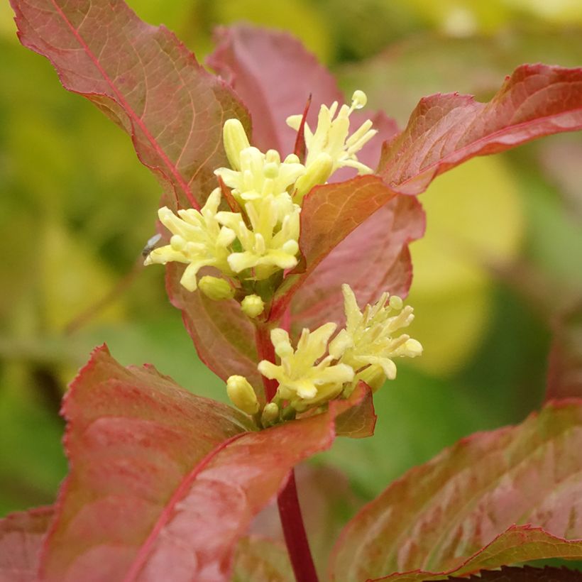 Diervilla Kodiak Orange (Floraison)
