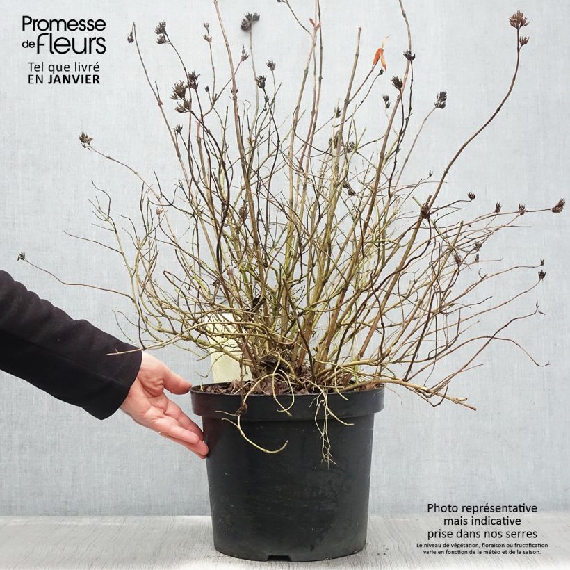 Spécimen de Diervilla rivularis Honeybee Pot de 7,5L/10L tel que livré en hiver