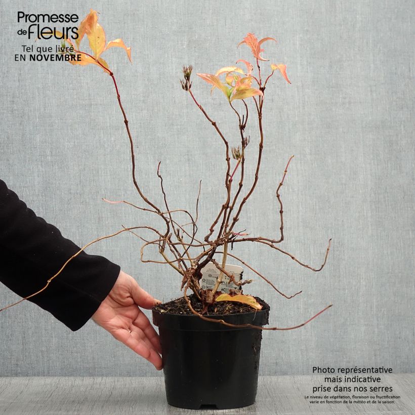Spécimen de Diervilla splendens - Diervillé Pot de 2L/3L tel que livré en automne