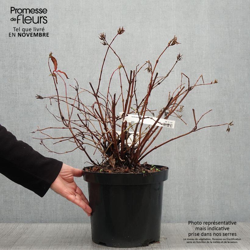 Spécimen de Diervilla splendens Diva - Diervillé Pot de 7,5L/10L tel que livré en automne