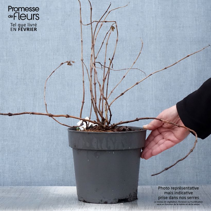 Spécimen de Diervilla splendens Honey Surprise - Diervillée Pot de 4L/5L tel que livré en hiver