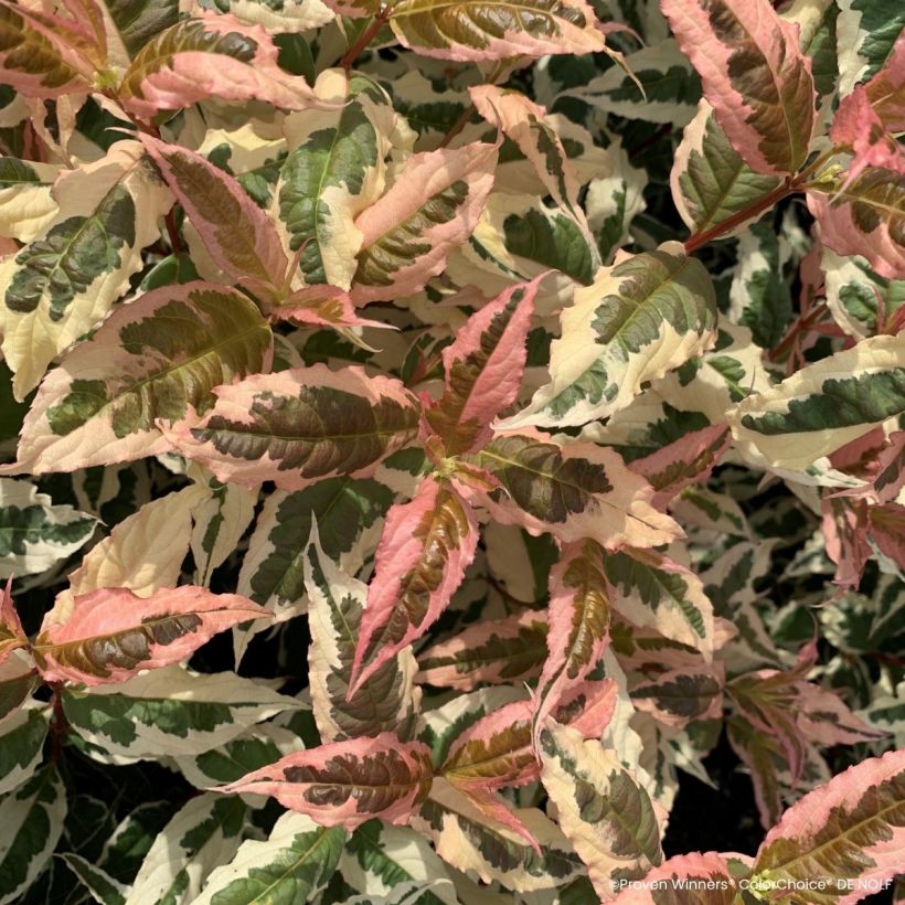 Diervilla Kodiak Mixx (Feuillage)