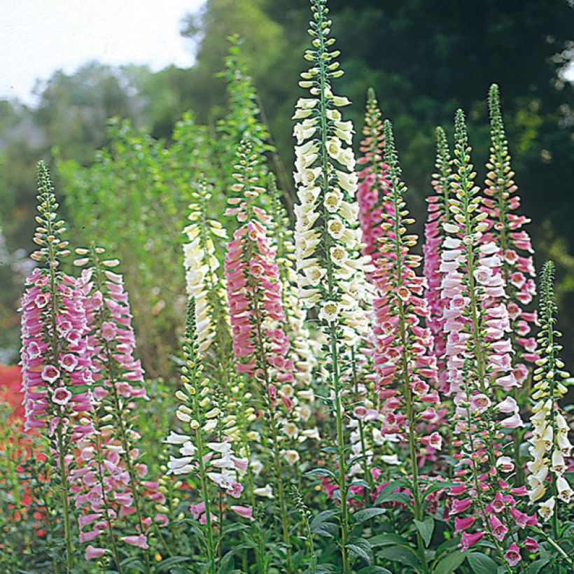Digitalis purpurea (Floração)
