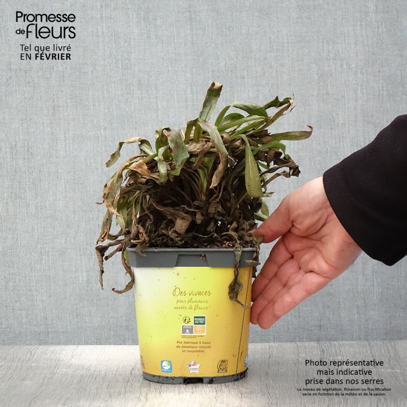 Spécimen de Digitale - Digitalis hybride Goldcrest Pot de 1,5L/2L tel que livré en hiver