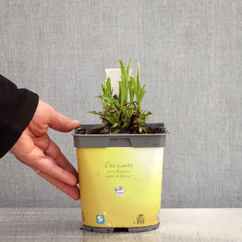 Spécimen de Digitale - Digitalis hybride Goldcrest Pot de 1,5L/2L tel que livré au printemps