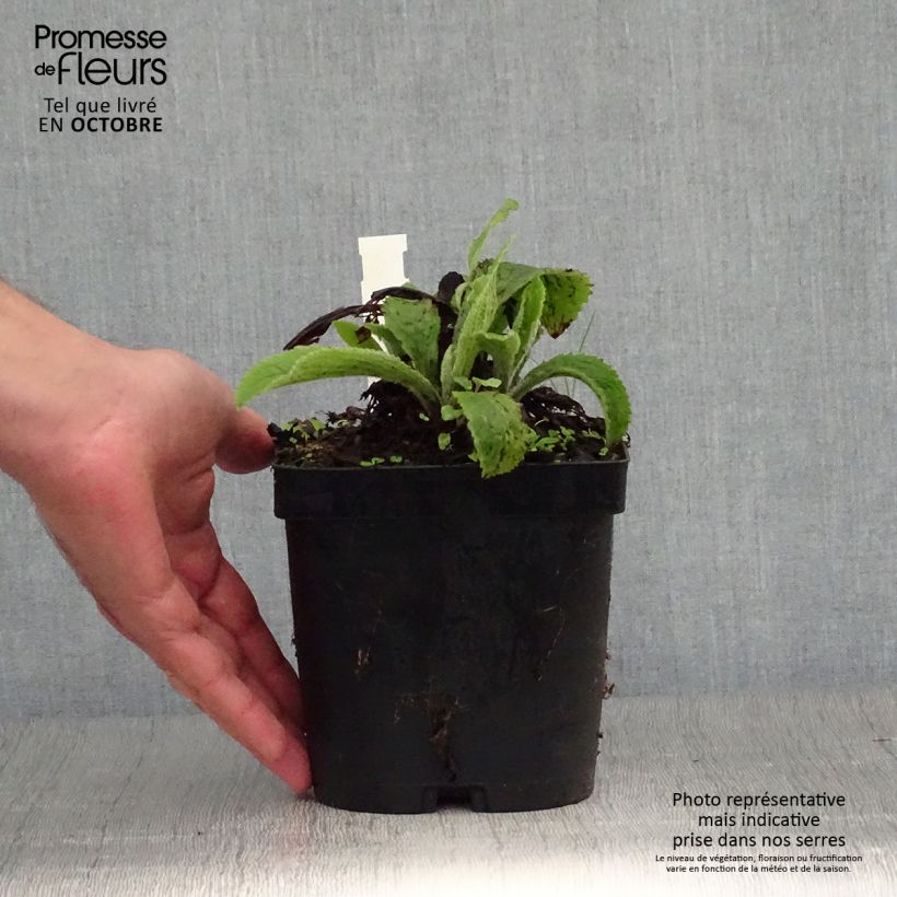Spécimen de Digitale, Digitalis mertonensis Pot de 2L/3L tel que livré en automne