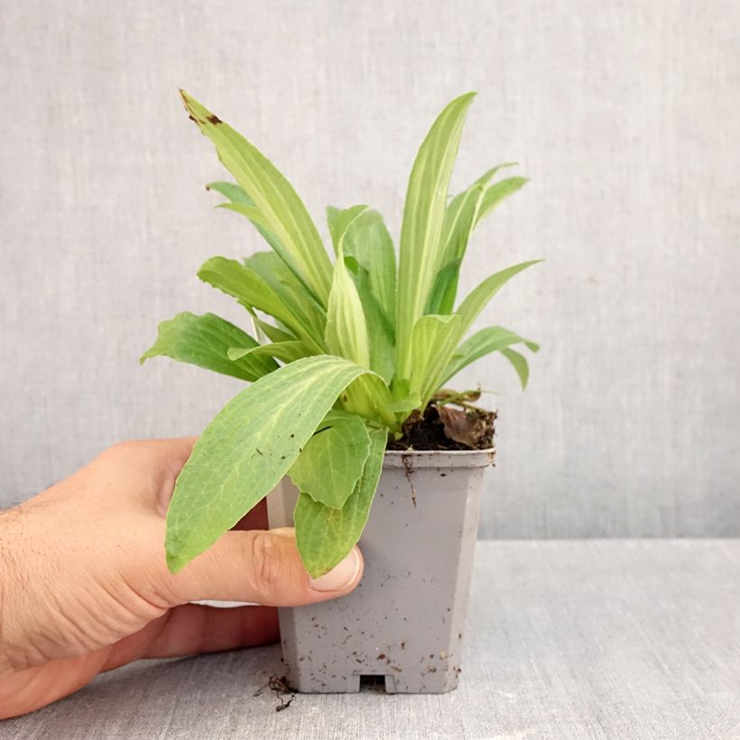 Spécimen de Digitale ferrugineuse - Digitalis ferruginea Gigantea Godet de 8/9 cm tel que livré en automne