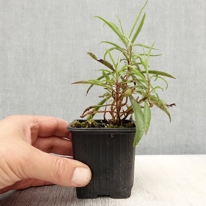 Spécimen de Digitalis obscura - Digitale obscure   Godet de 8/9 cm tel que livré au printemps