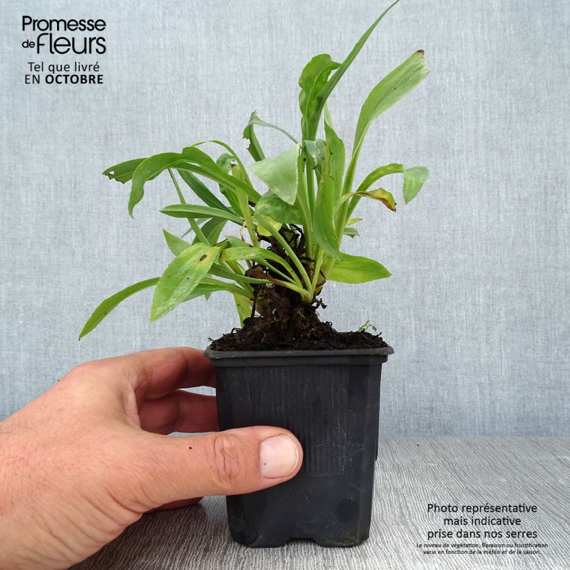 Spécimen de Digitalis Spice Island - Digitale  Godet de 8/9 cm tel que livré en automne