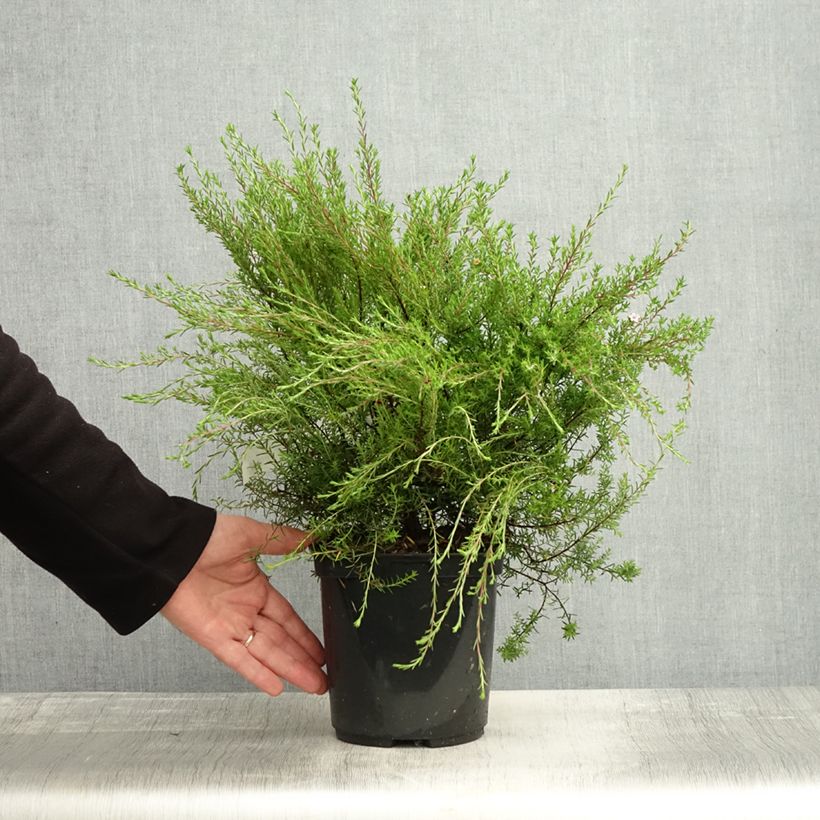 Spécimen de Diosma Pink Diamond Pot de 2L/3L tel que livré en automne