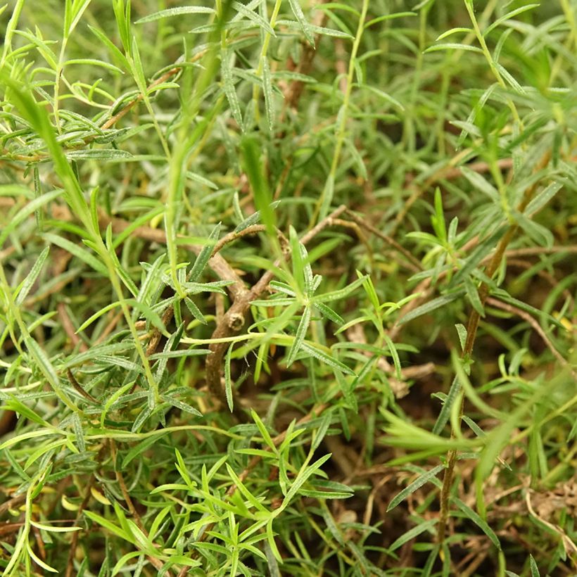 Diosma Pink Diamond (Feuillage)