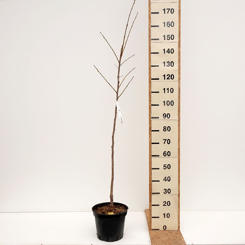 Spécimen de Diospyros kaki Costata - Plaqueminier Pot de 7,5L/10L, Gobelet, Tigette de 80 cm tel que livré en automne