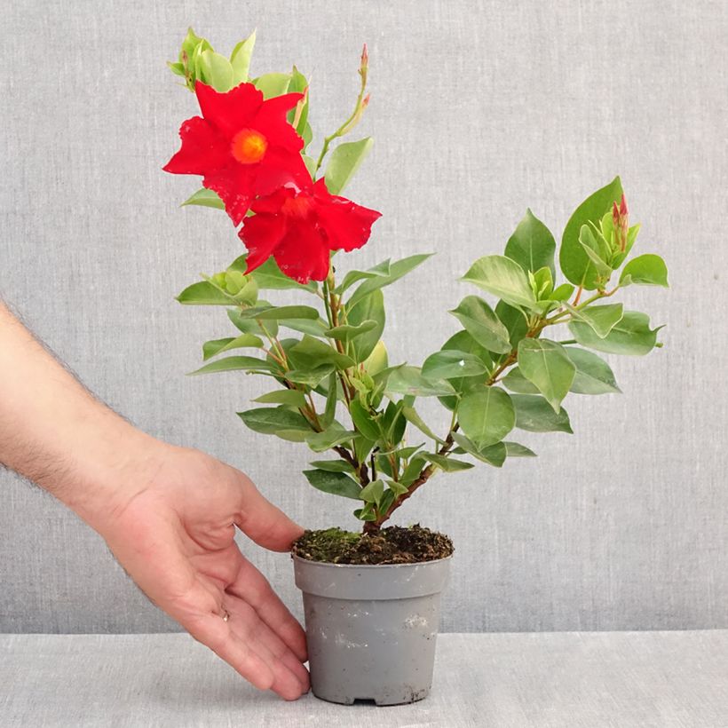 Spécimen de Dipladénia BELLA Compact Red Pot de 10 cm/11cm tel que livré en automne