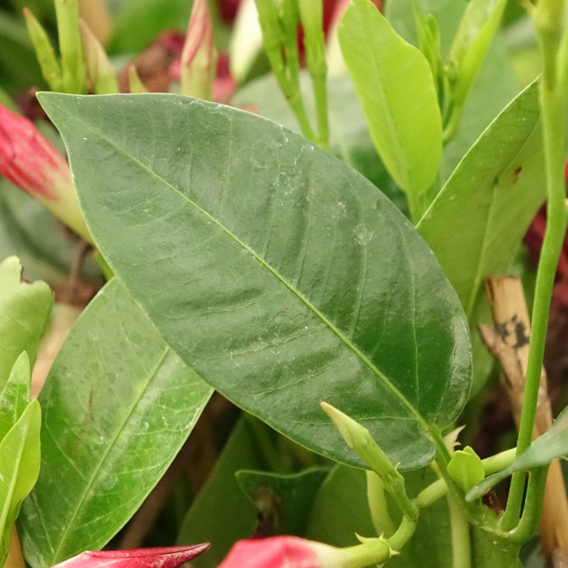 Dipladenia Diamantina Jade Red (Feuillage)