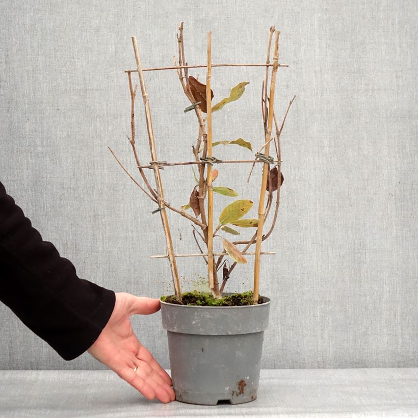 Spécimen de Dipladenia Diamantina Jade Rose Pot de 2L/3L tel que livré en hiver