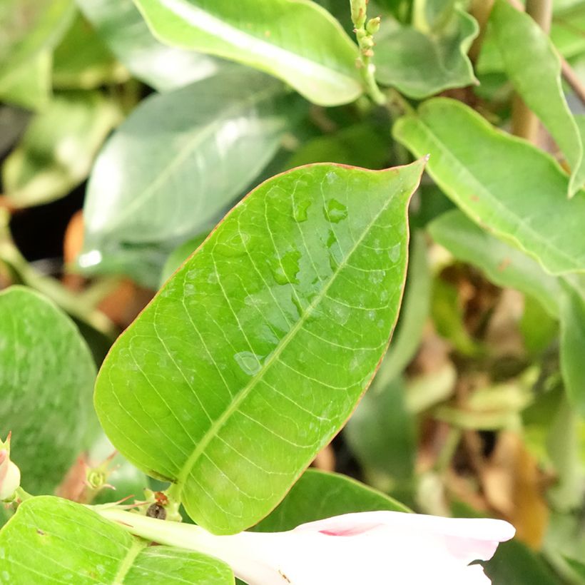 Dipladenia Diamantina Jade Rose (Feuillage)