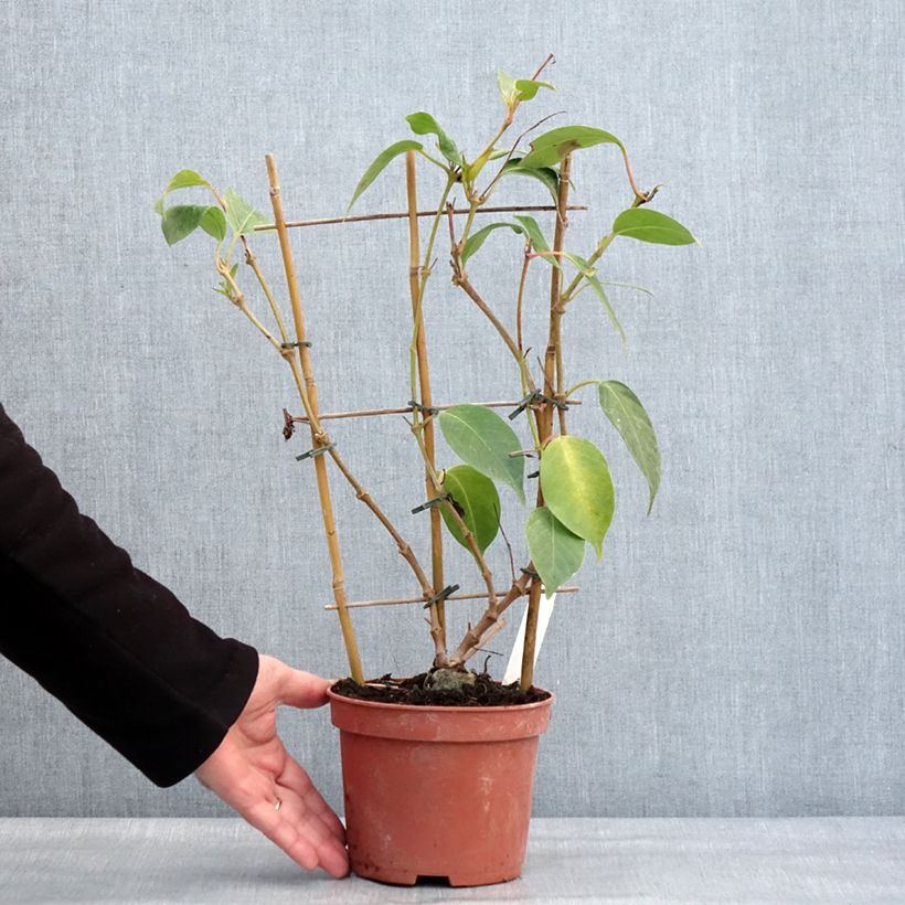 Spécimen de Dipladenia Diamantina Quartz Pink & Yellow Pot de 1L/1,5L tel que livré en hiver