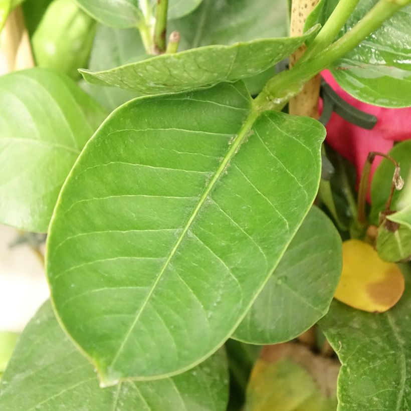 Dipladenia Diamantina Tourmaline fuchsia intense - Mandevilla (Feuillage)