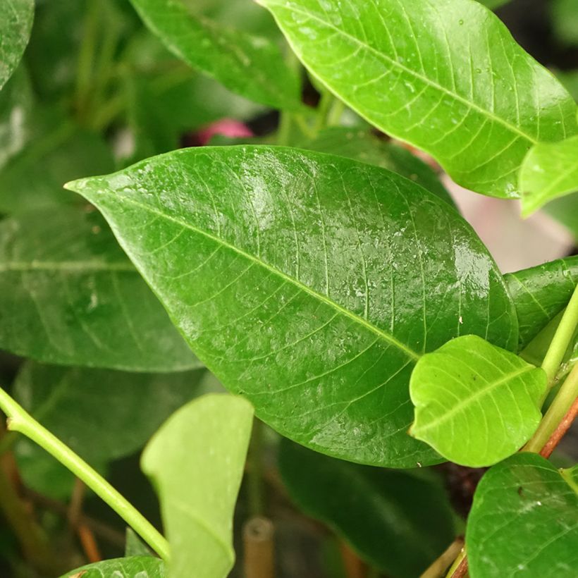 Dipladenia Diamantina Tourmaline Pink - Mandevilla (Feuillage)