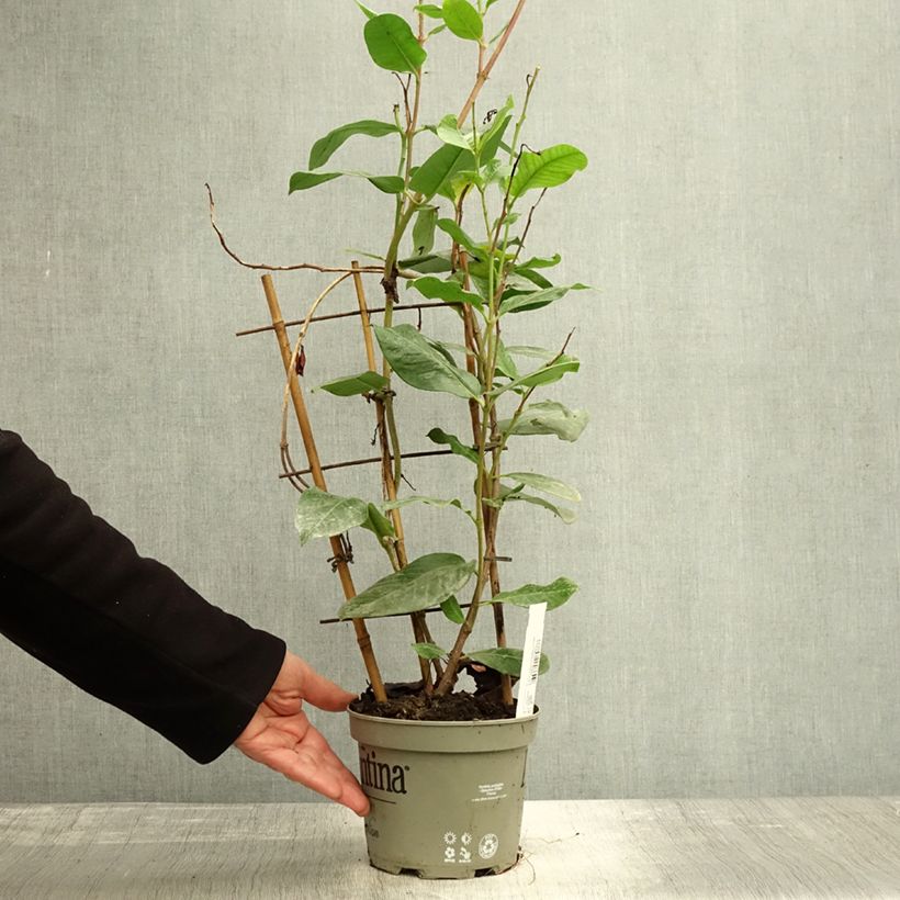 Spécimen de Dipladenia Diamantina Tourmaline Pink - Mandevilla Pot de 1,5L/2L tel que livré en automne