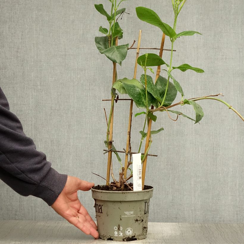 Spécimen de Dipladenia Diamantina Tourmaline Pink - Mandevilla Pot de 1,5L/2L tel que livré en été