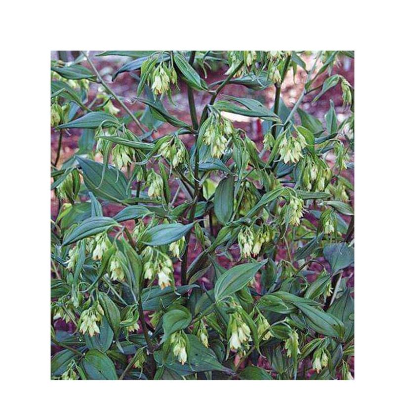 Disporum cantoniense Green Giant - Cloche des fées (Floraison)