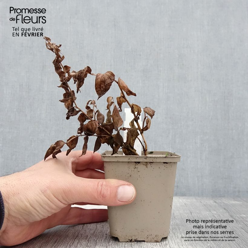 Spécimen de Disporum megalanthum - Cloche des fées Godet de 8/9 cm tel que livré en hiver