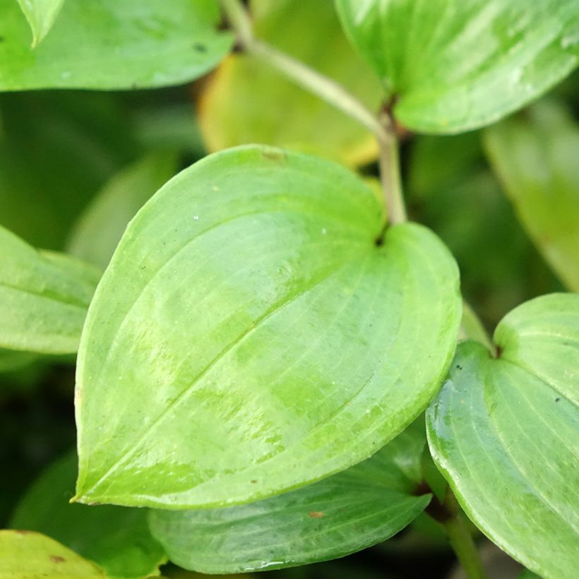 Disporum megalanthum - Cloche des fées (Feuillage)
