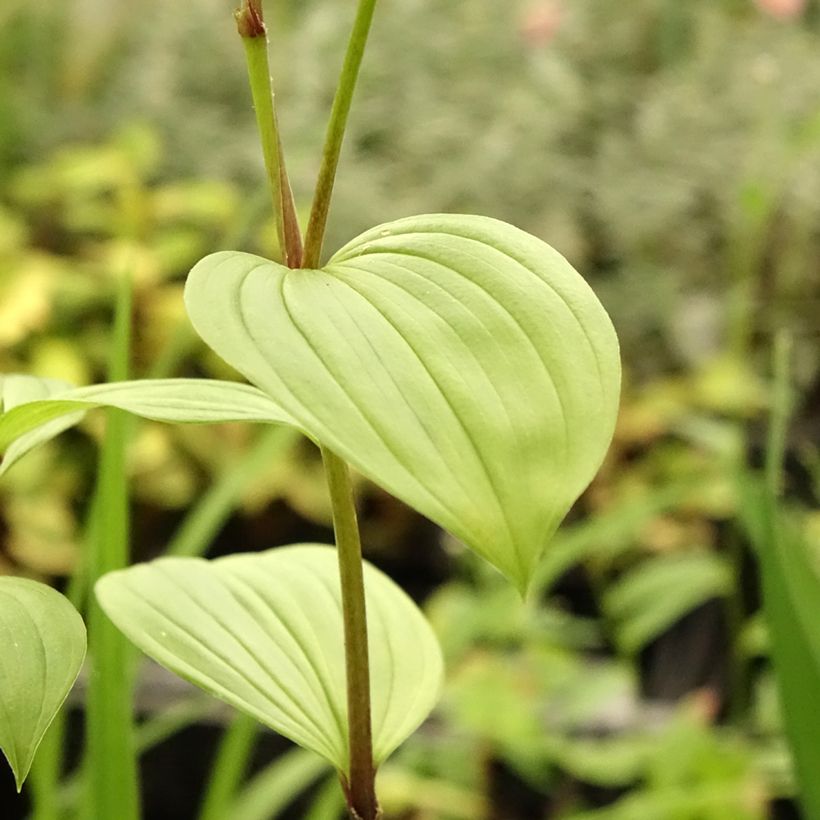 Disporum uniflorum - Cloche des fées de Corée (Feuillage)