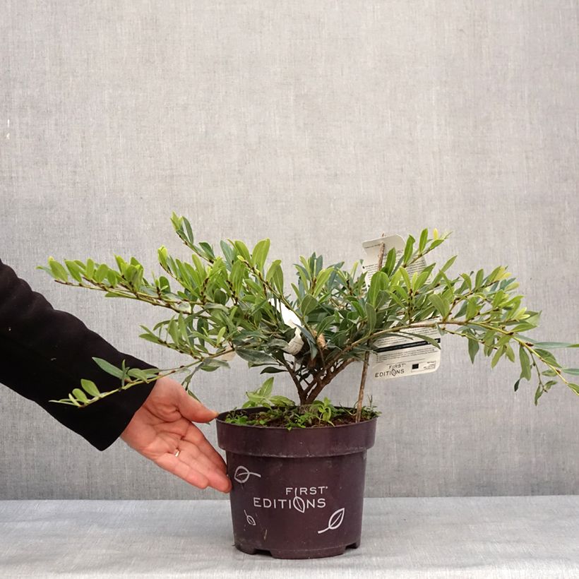 Spécimen de Distylium Cinnamon Girl Pot de 3L/4L tel que livré en hiver