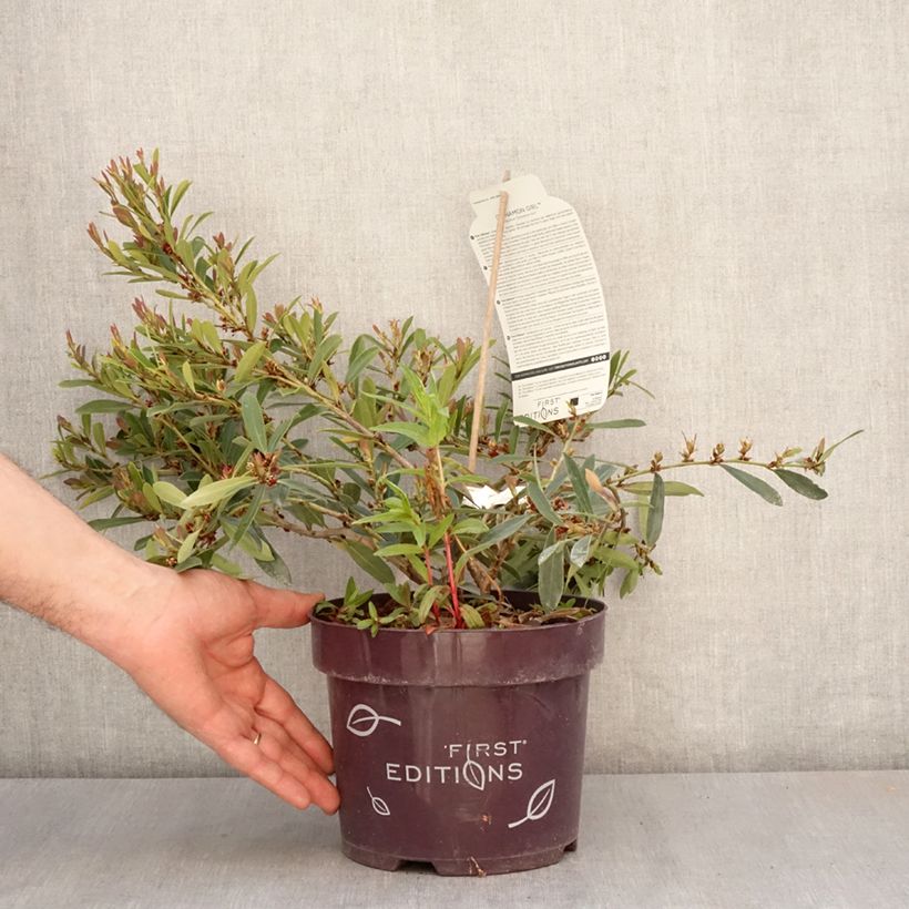 Spécimen de Distylium Cinnamon Girl Pot de 3L/4L tel que livré au printemps