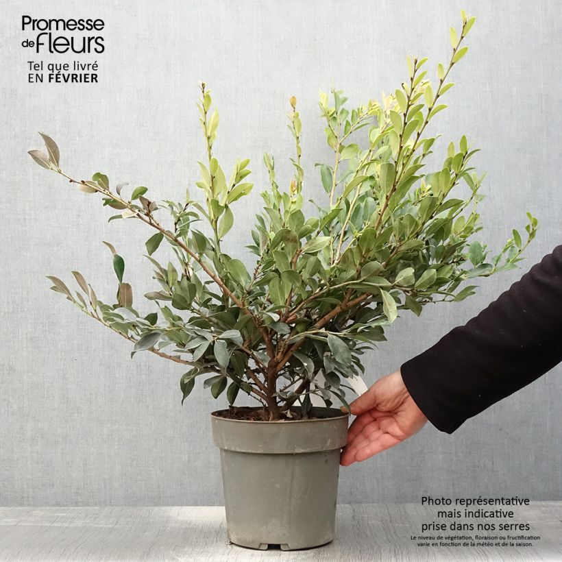 Spécimen de Distylium Linebacker  Pot de 3L/4L tel que livré en hiver