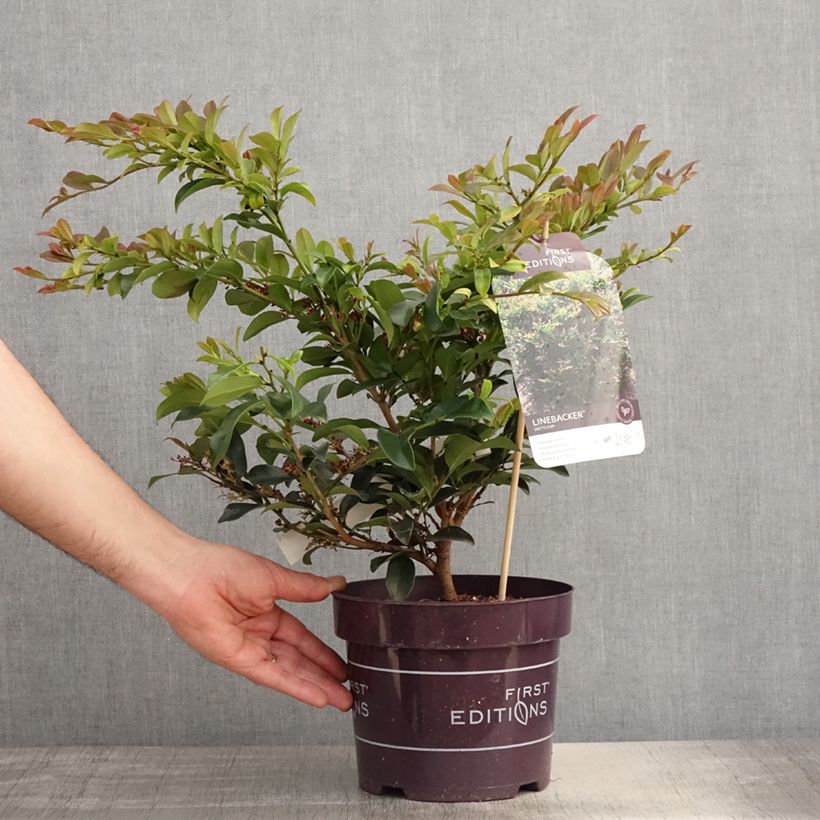 Distylium Linebacker Vaso da 3L/4L esemplare consegnato in primavera