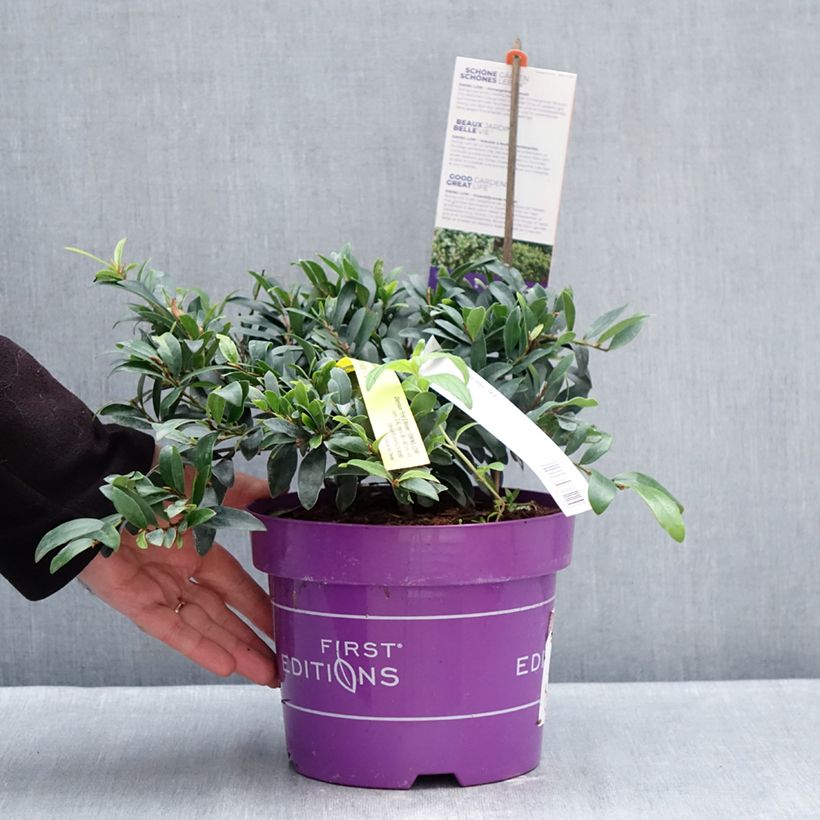 Spécimen de Distylium Swing Low Pot de 3L/4L tel que livré en hiver