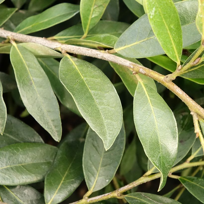 Distylium Vintage Jade (Feuillage)
