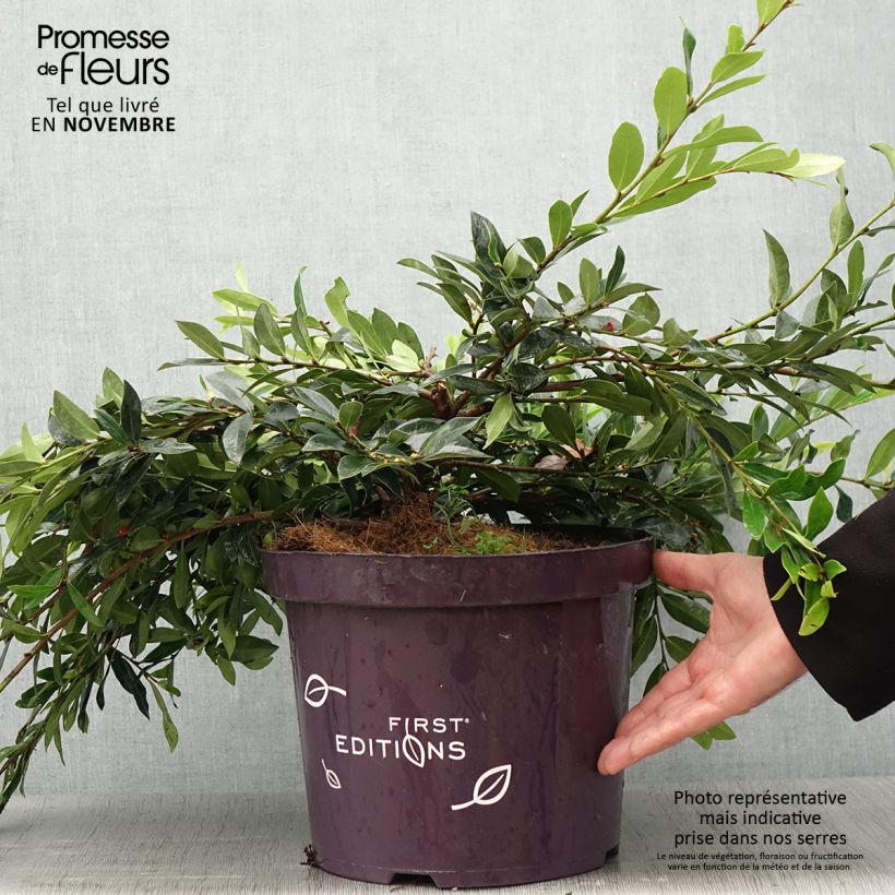Spécimen de Distylium Vintage Jade Pot de 7,5L/10L tel que livré en automne