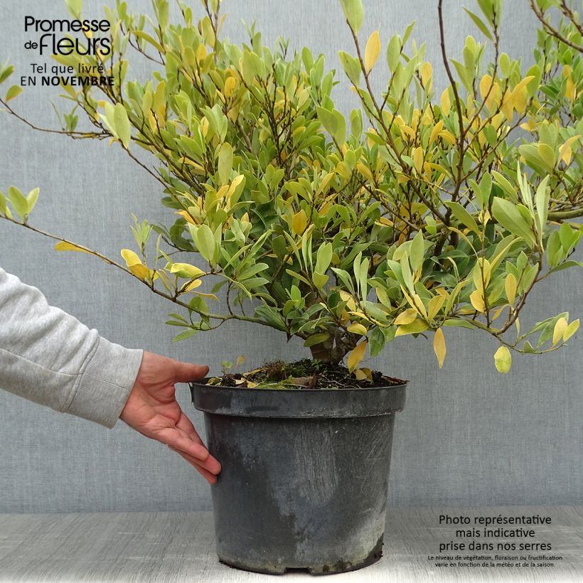 Spécimen de Distylium (x) Blue Cascade Pot de 7,5L/10L tel que livré en automne