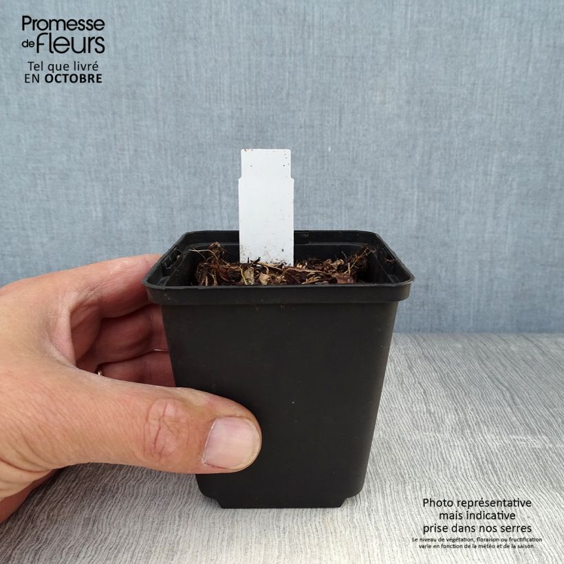 Spécimen de Dodecatheon jeffreyi Rotlicht - Gyroselle Godet de 8/9 cm tel que livré en automne