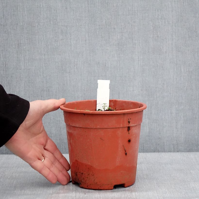 Spécimen de Dodecatheon jeffreyi Rotlicht - Gyroselle Pot de 2L/3L tel que livré en hiver