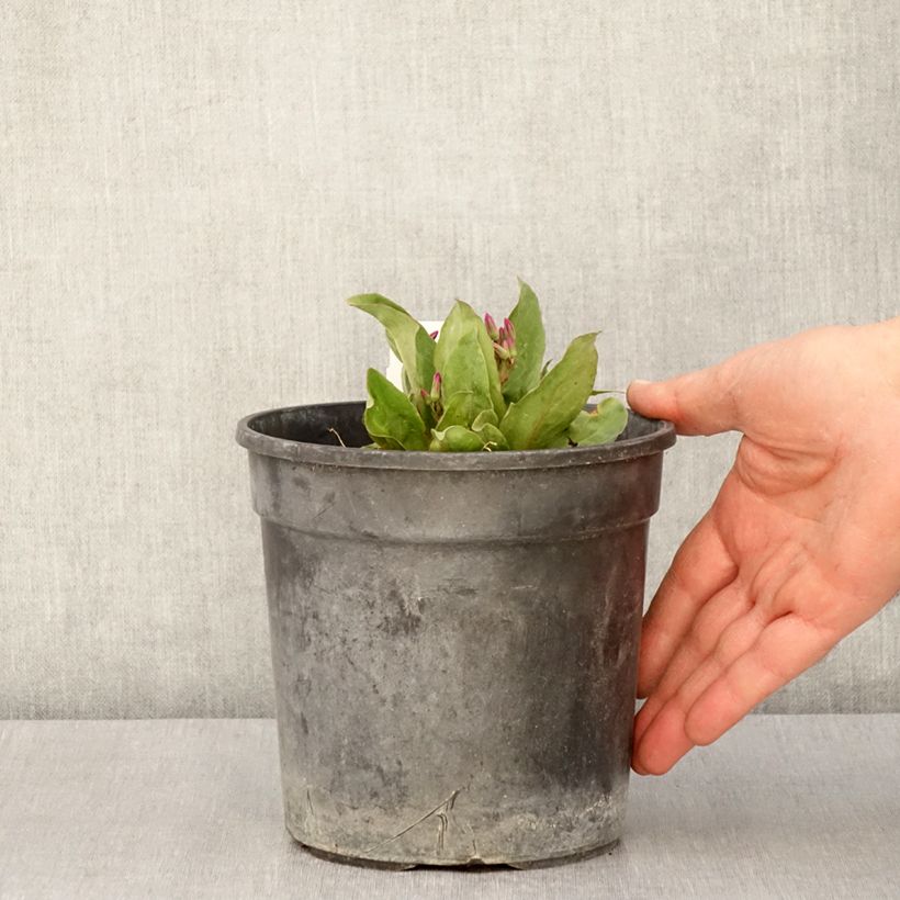 Spécimen de Dodecatheon jeffreyi Rotlicht - Gyroselle Pot de 2L/3L tel que livré au printemps