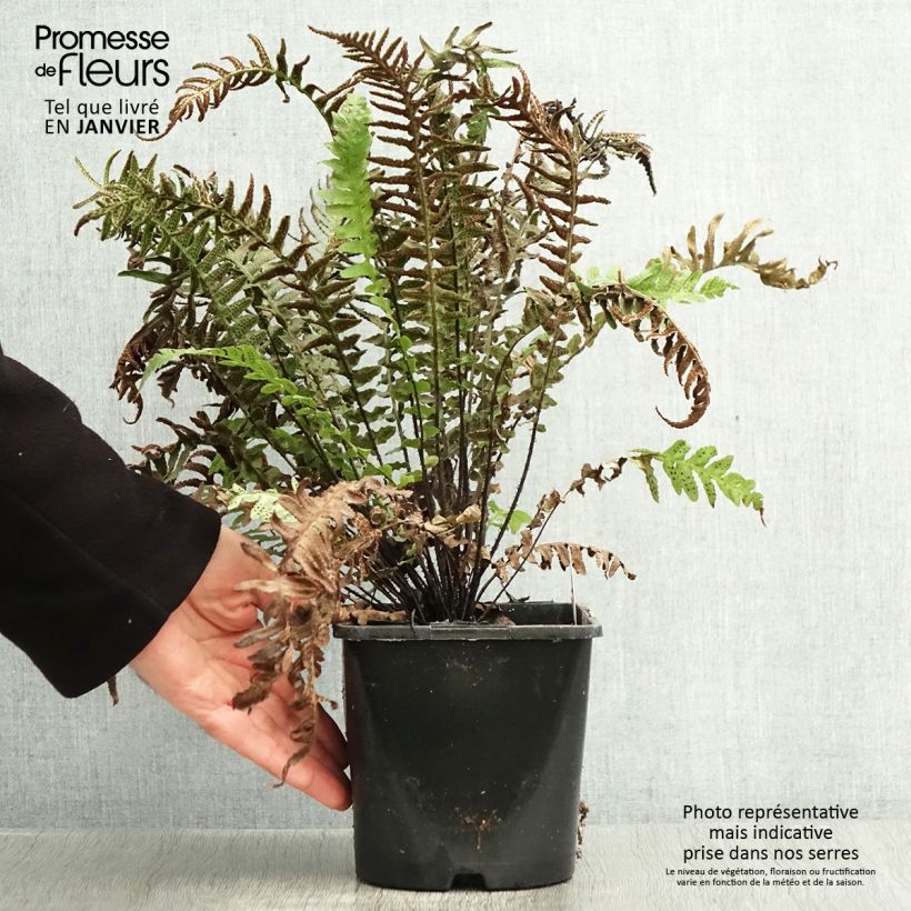 Spécimen de Doodia aspera Rough Ruby - Fougère rugueuse Pot de 2L/3L tel que livré en hiver