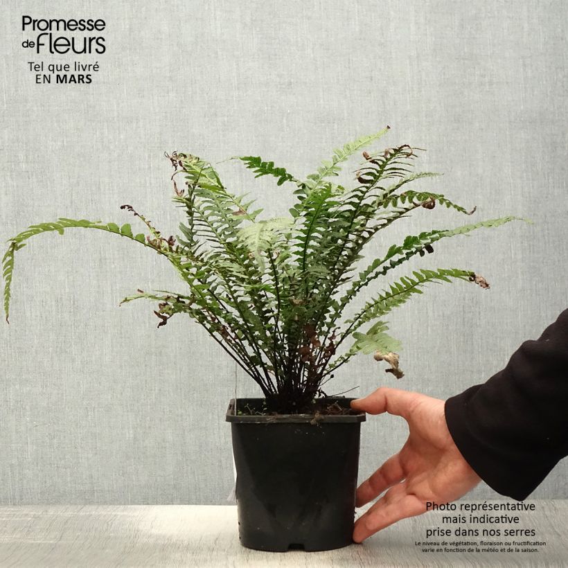 Spécimen de Doodia aspera Rough Ruby - Fougère rugueuse Pot de 2L/3L tel que livré au printemps