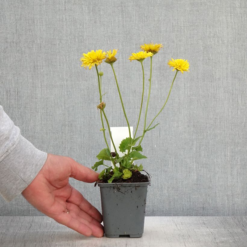 Spécimen de Doronicum orientale Finesse - Doronic Godet de 8/9 cm tel que livré au printemps